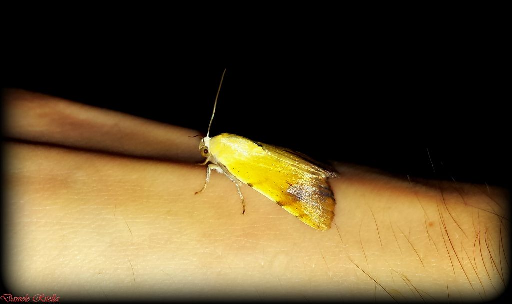 Farfalla notturna, quale specie? Xanthodes albago, Noctuidae